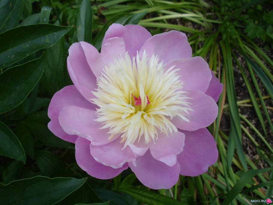 Тюльпан Боул оф Бьюти