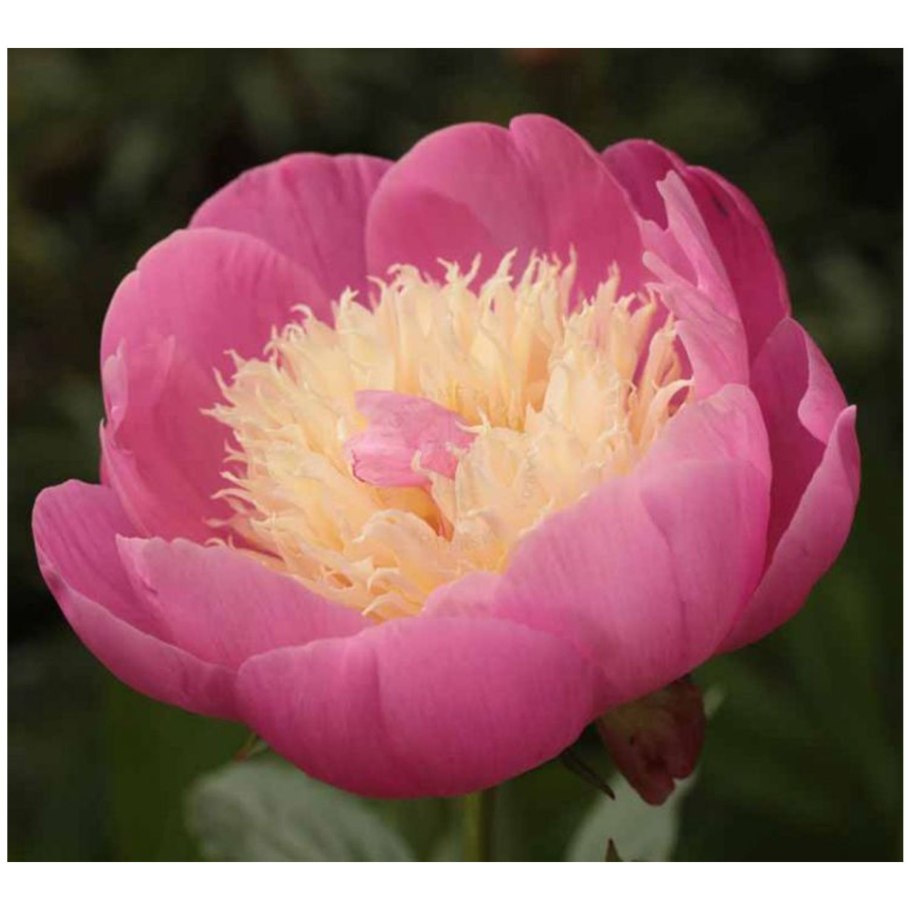 Пион Монблан