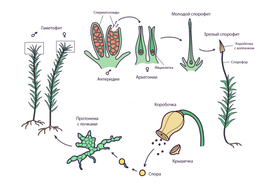 Антеридии и архегонии расположены на заростке