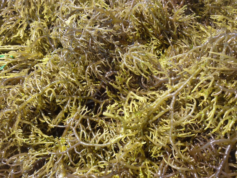 Водоросли презентация