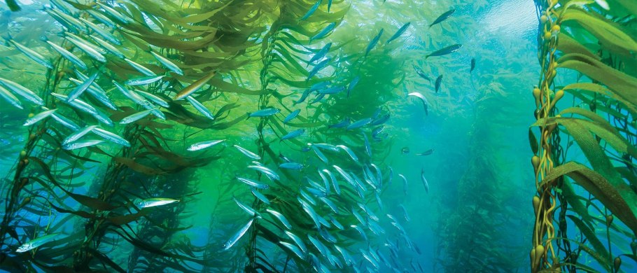 Споровые растения низшие высшие папоротники