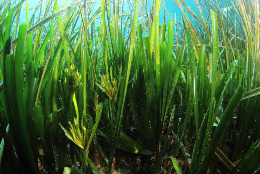 Galaxaura filamentosa водоросли