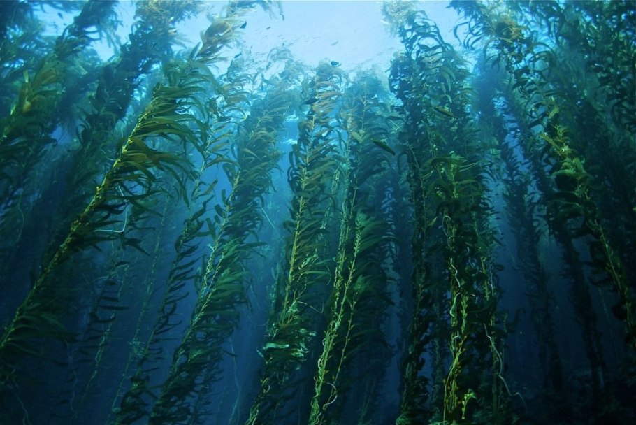 Съедобные Пресноводные водоросли