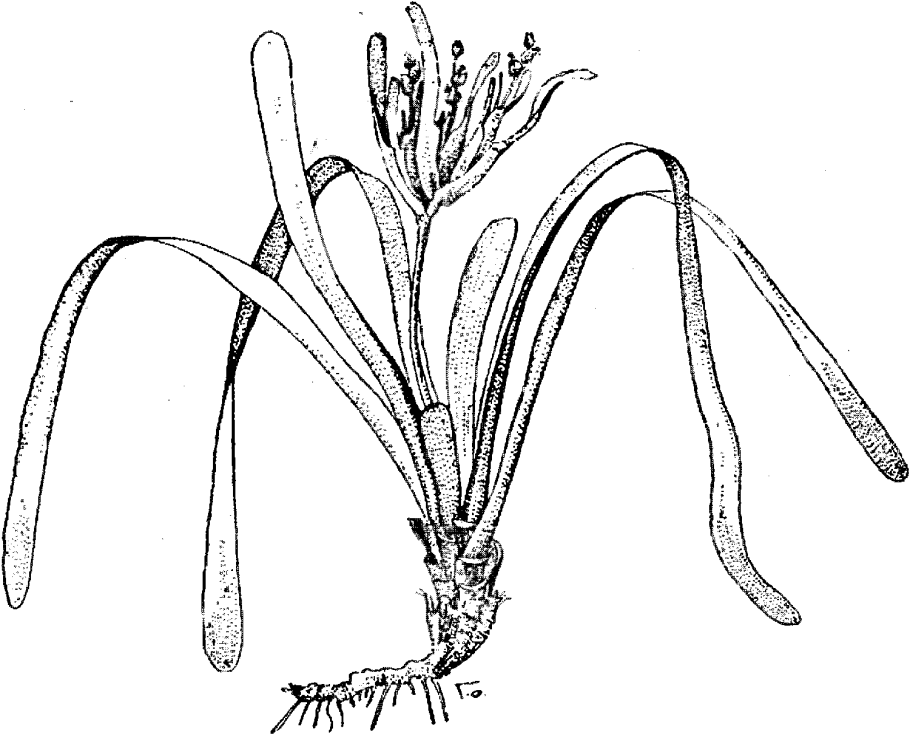 Перидиниевые водоросли
