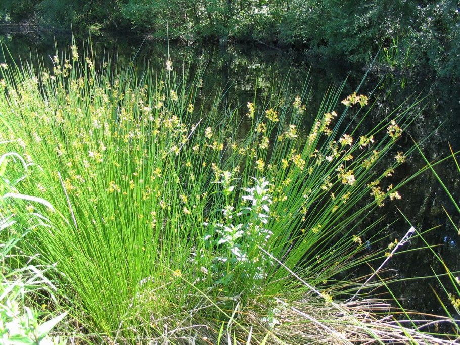Ситник развесистый Juncus effusus
