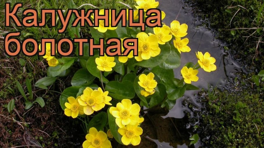 Калужница Болотная