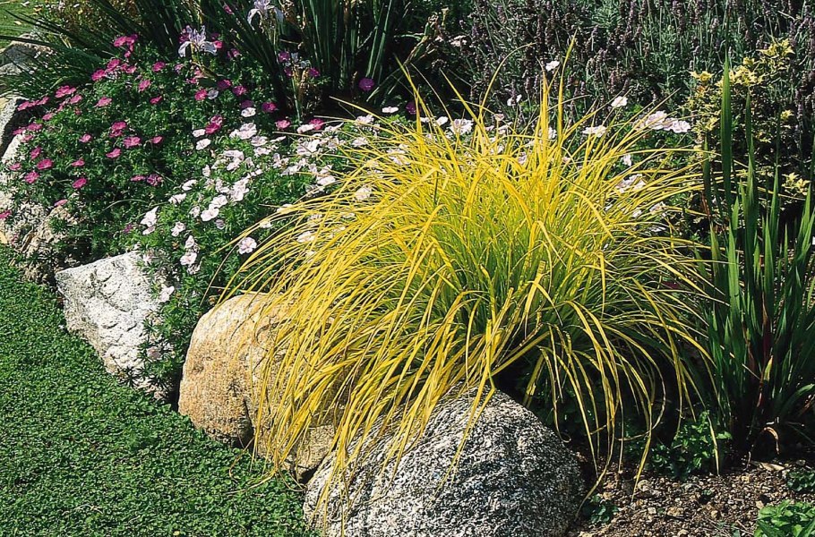 Осока Carex elata Aurea