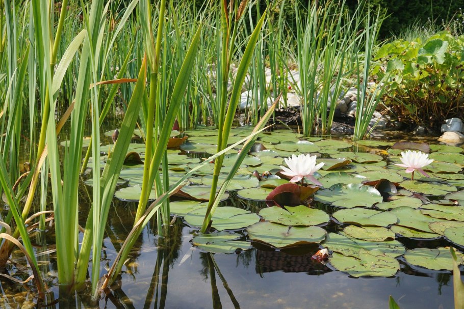 Осока гладконосая (Carex leiorhyncha)