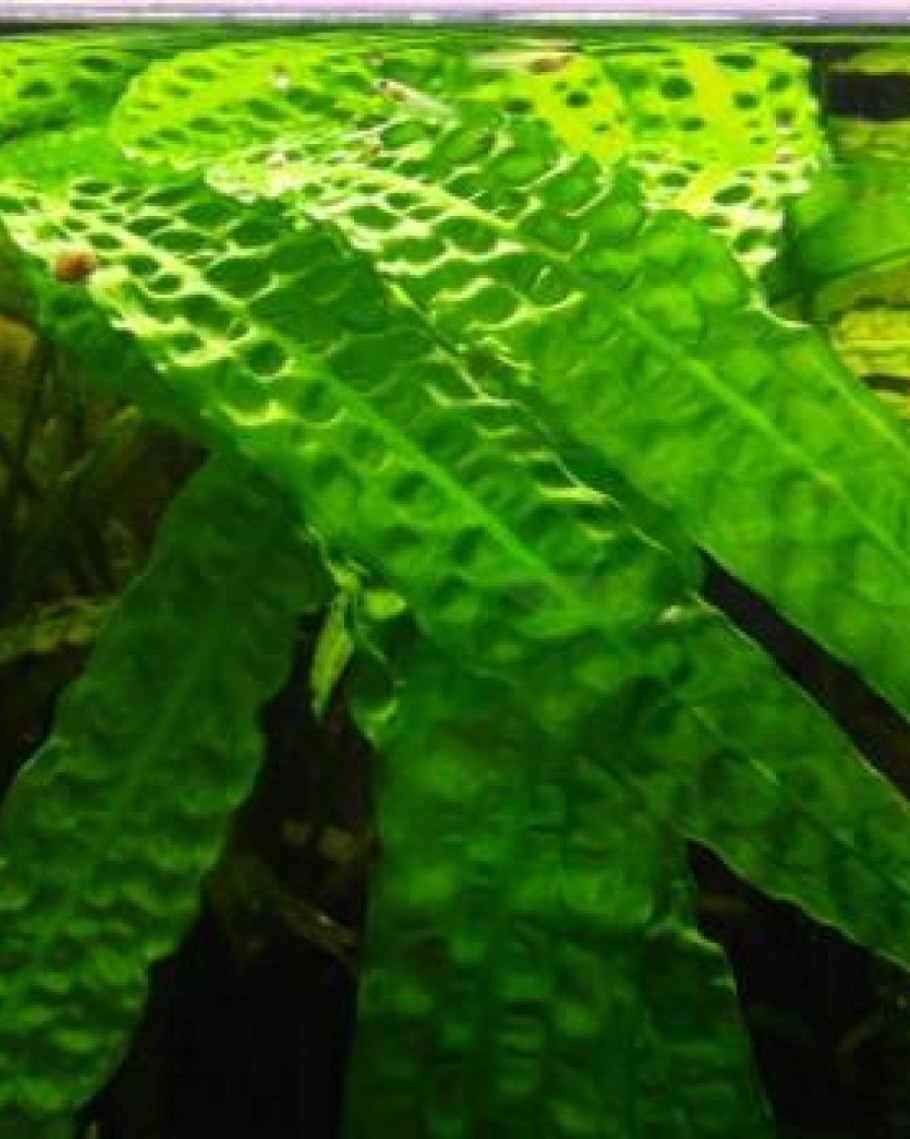 Эхинодорус озеленитель