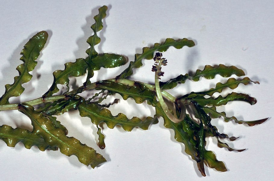 Апоногетон двуколосый фото