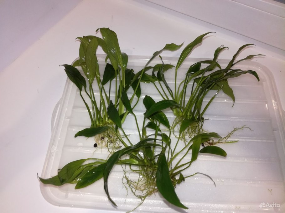 Апоногетон Капурони