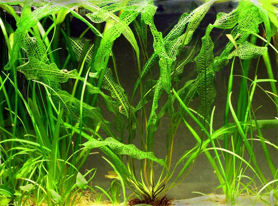 +Aponogeton +abyssinicus