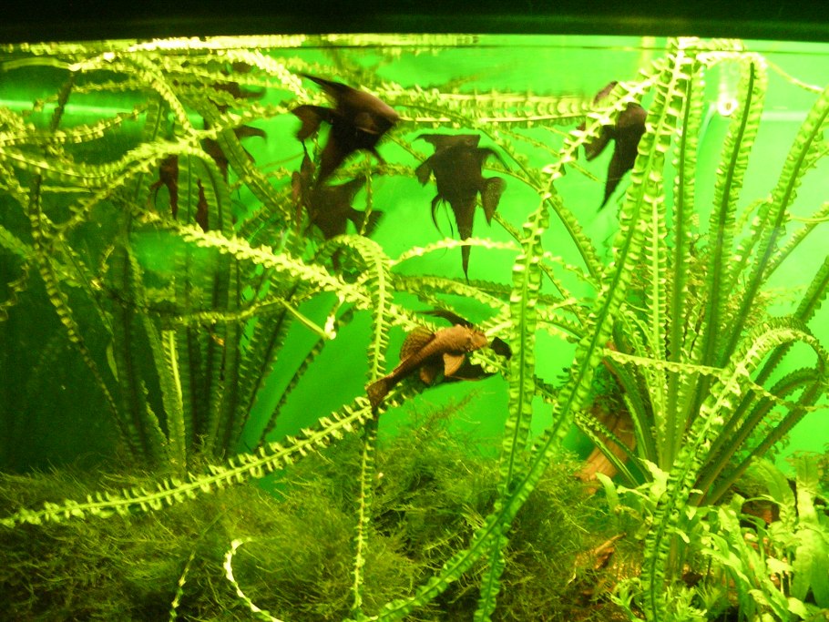 Апоногетон Боивина