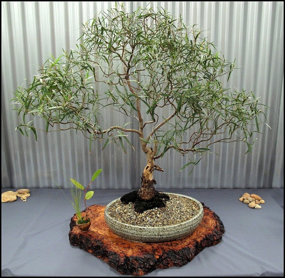 Верба бонсай