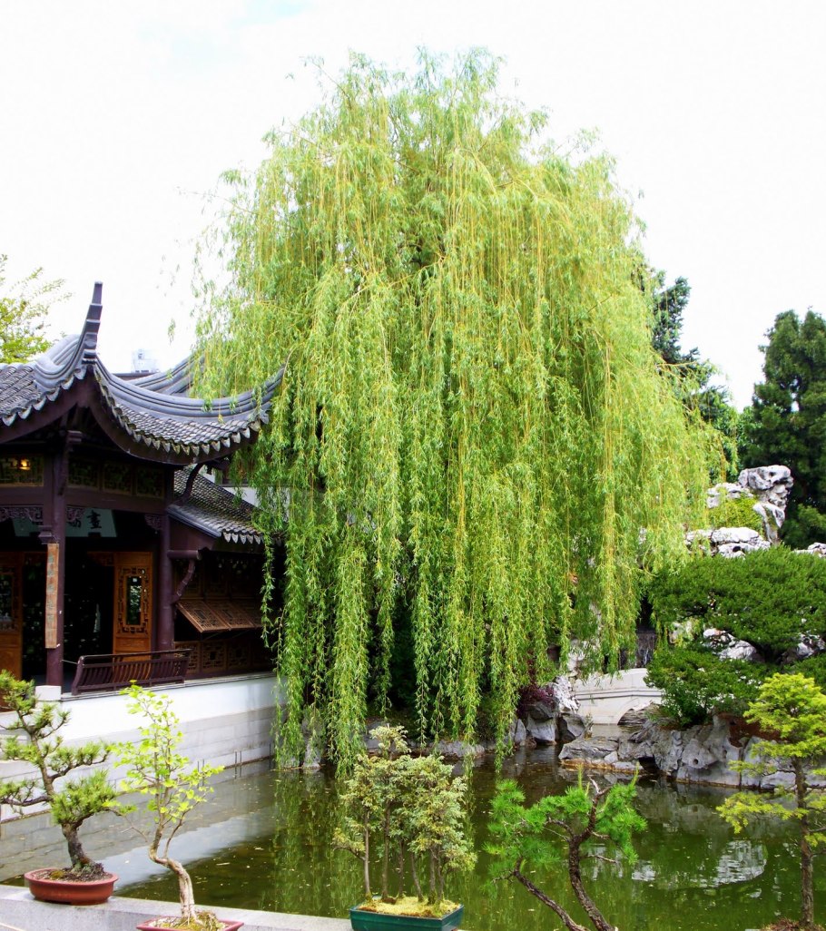 Juniperus procumbens Bonsai