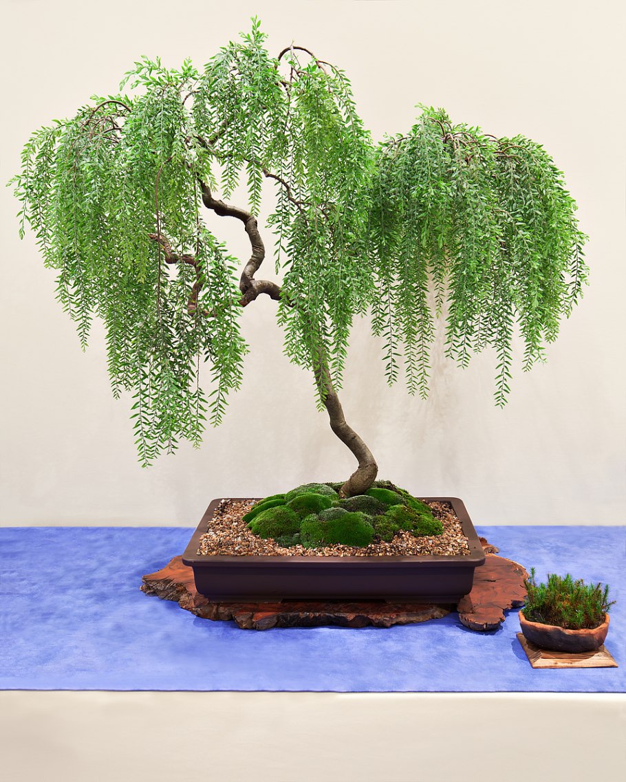 Бисерное дерево плакучая Ива