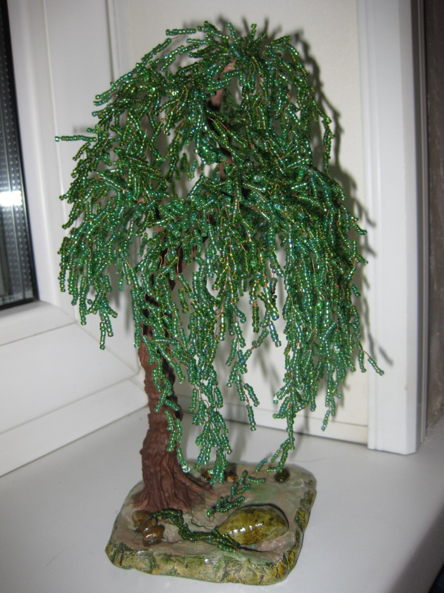 Ива Извилистая бонсай