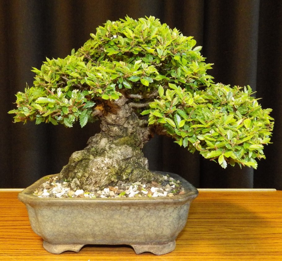 Бонсай дерево Ива