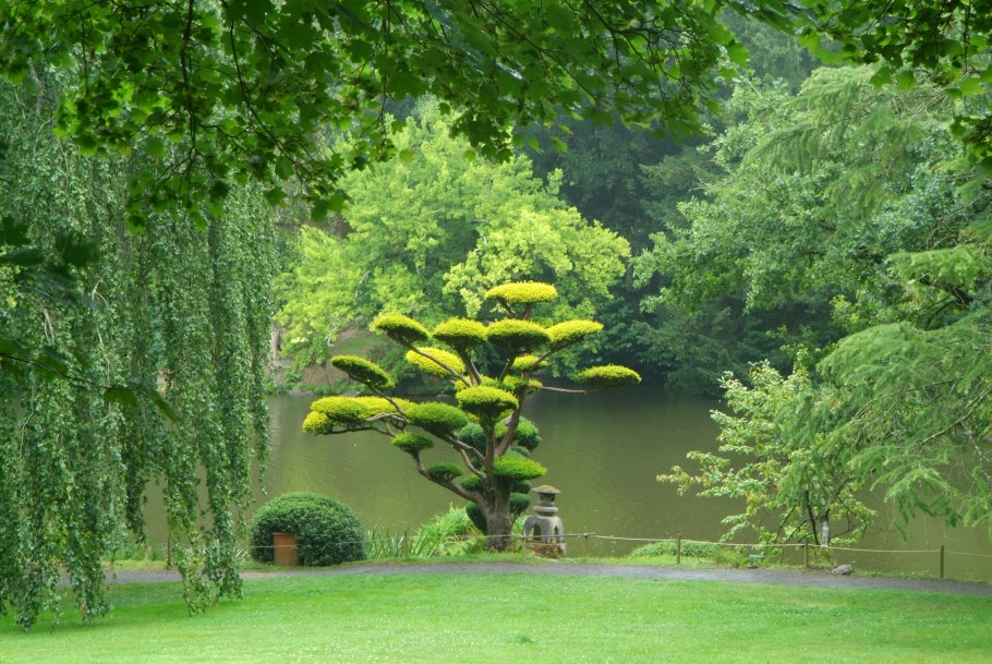 Ниваки Ива плакучая