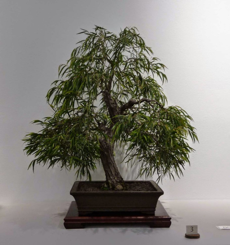 Ива Извилистая бонсай