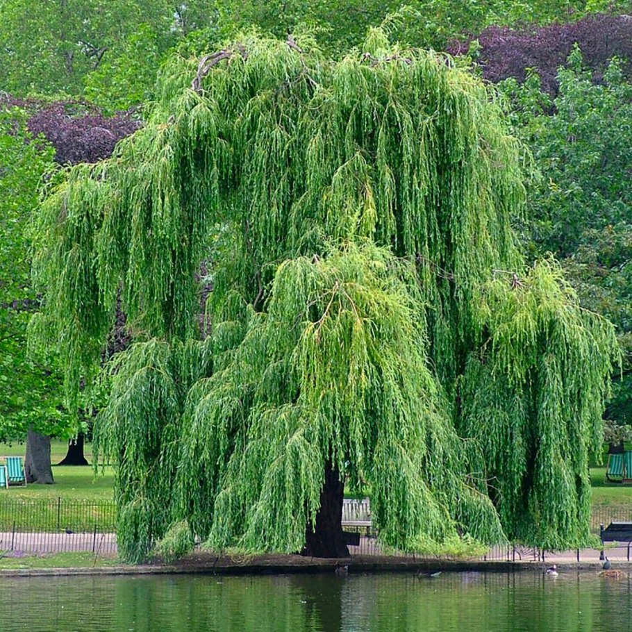 Сады ниваки Япония