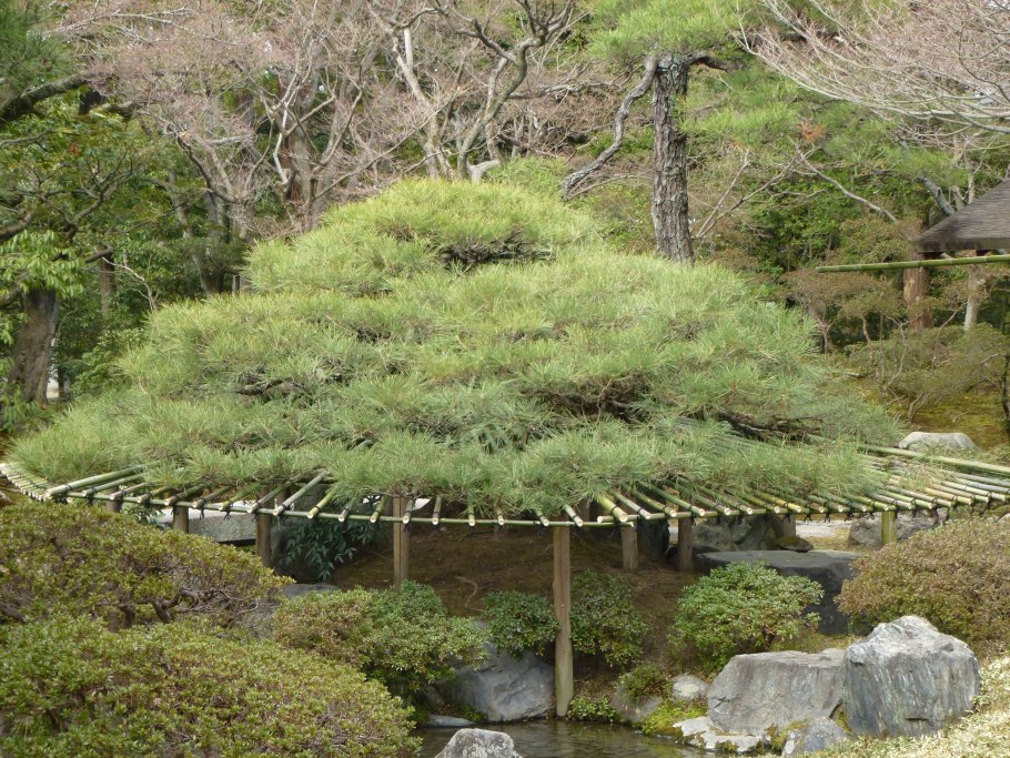 Ниваки Ива плакучая