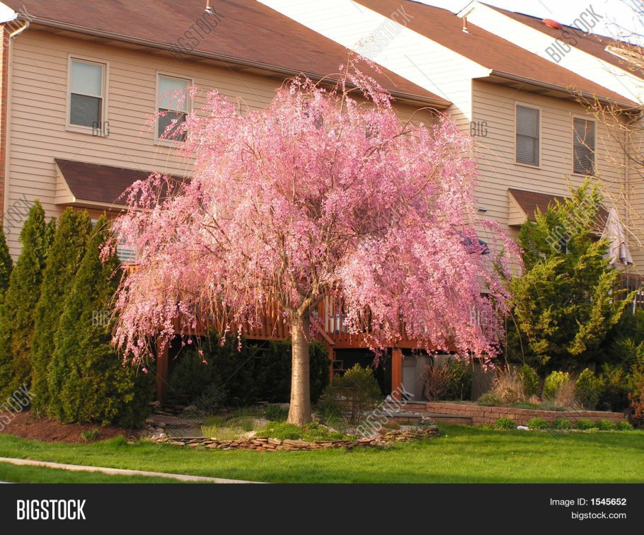 Ива из проволоки