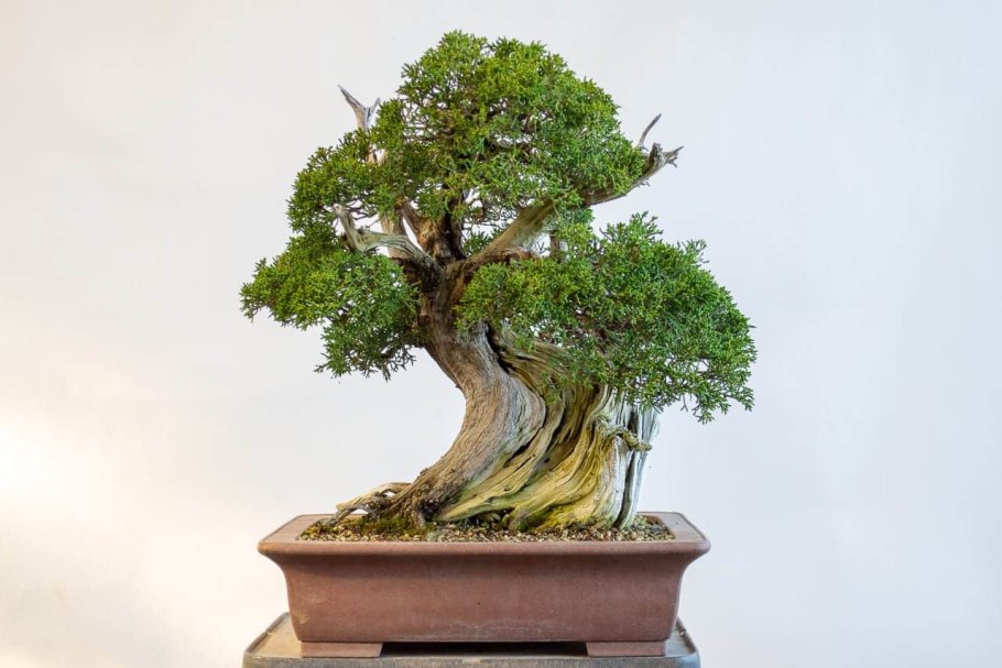 Тсуга канадская бонсай