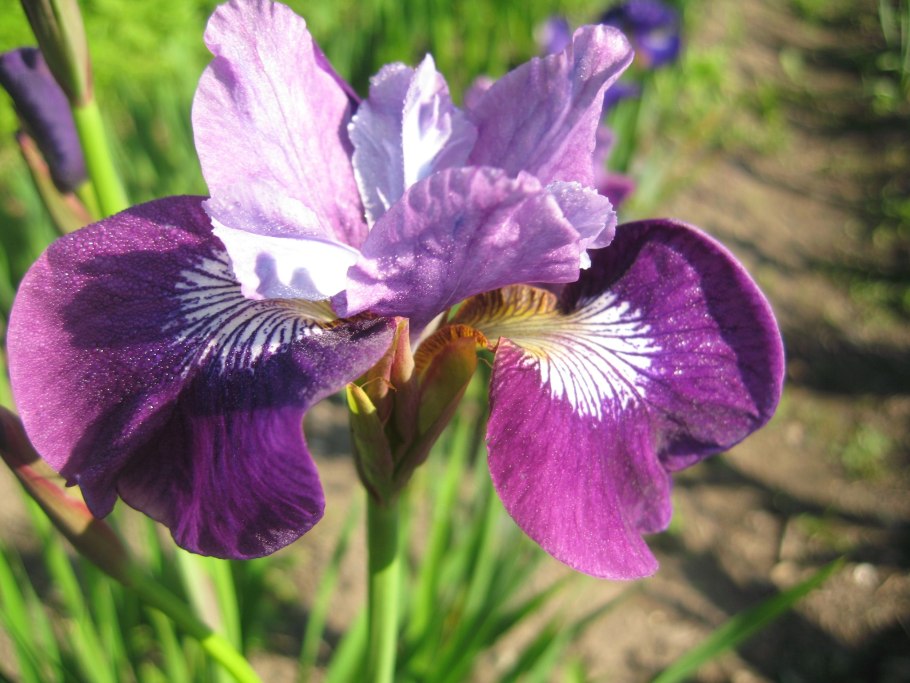 Ирис sibirica леди Ванесса