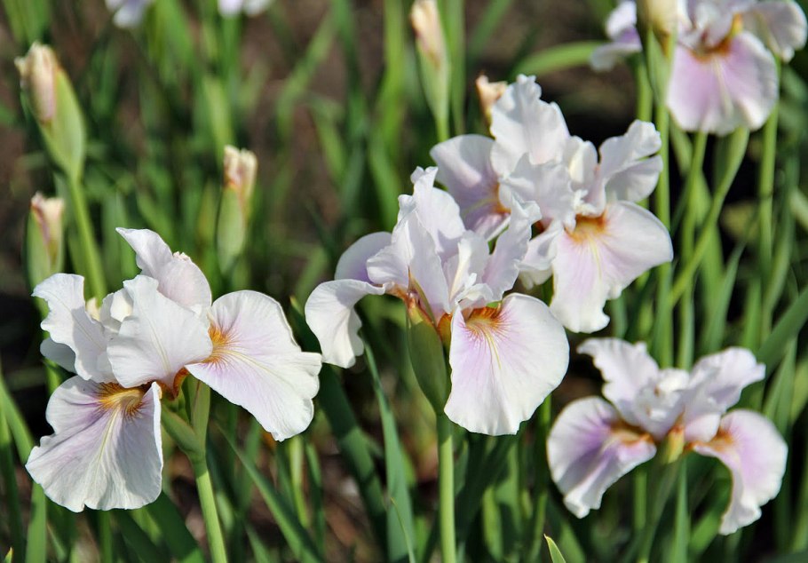 Ирис Сибирский (Iris sibirica белый