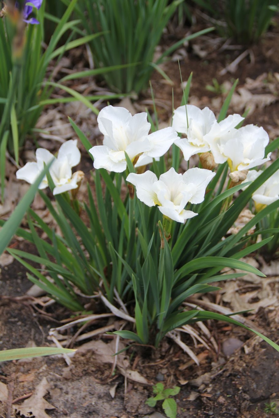 Ирис Сибирский даун Вальц