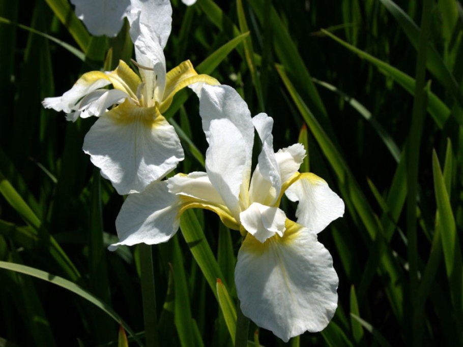 Ирис Сибирский Роузи Баус