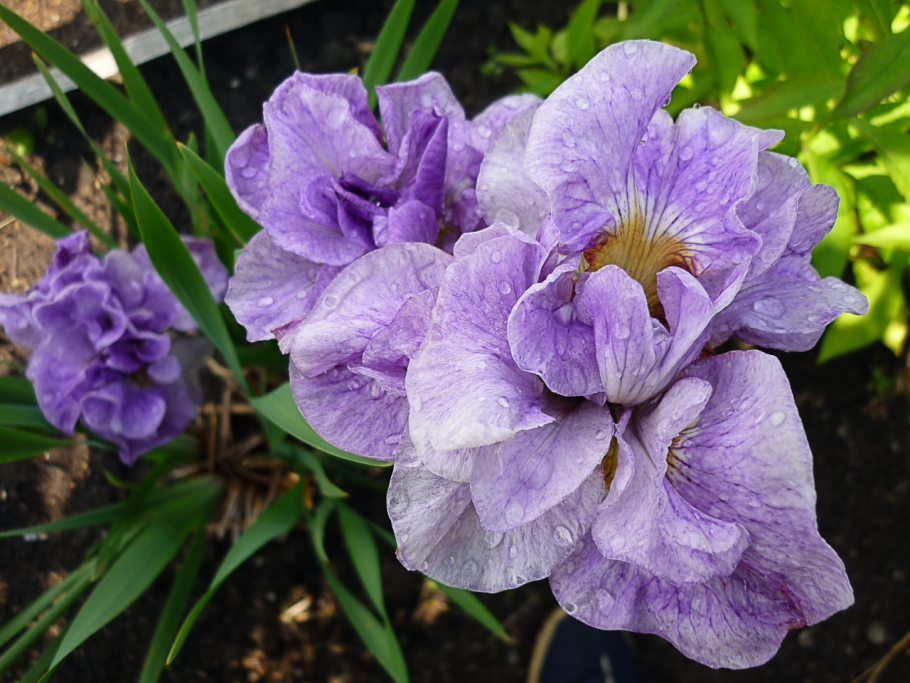 Ирис Сибирский дэнс балерина дэнс