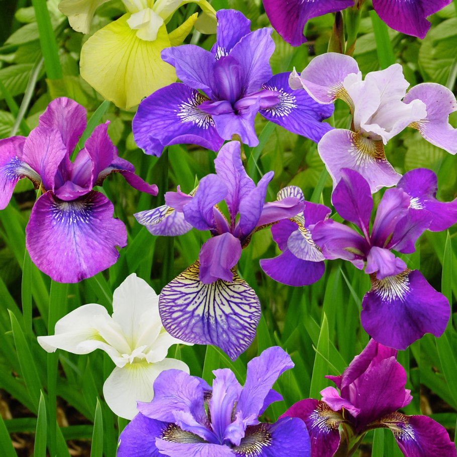 Ирис Сибирский Лаймлайт