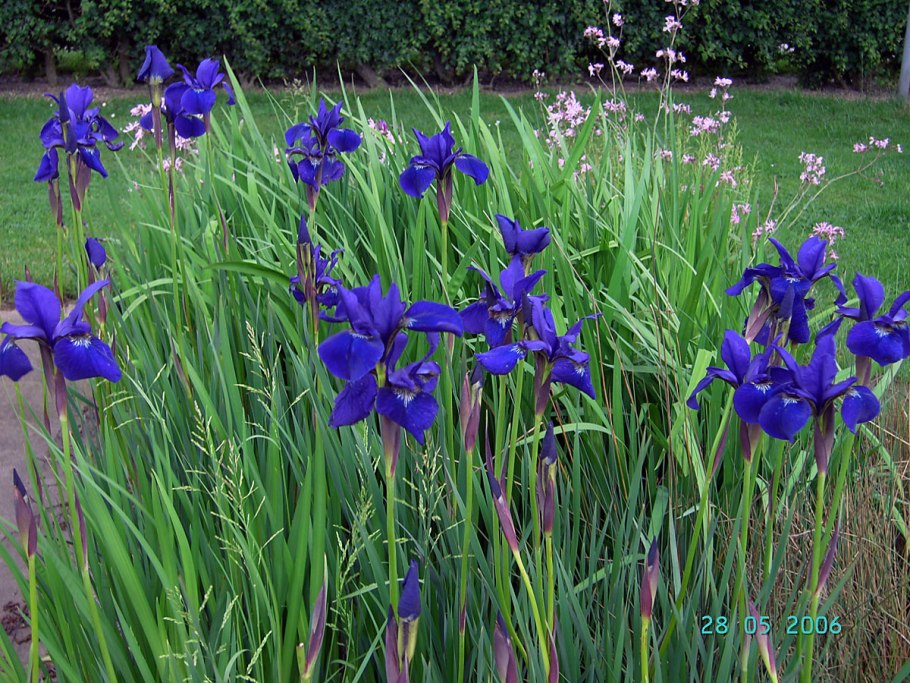 Ирис Сибирский (Iris sibirica &#96;Imperial Opal&#96;)