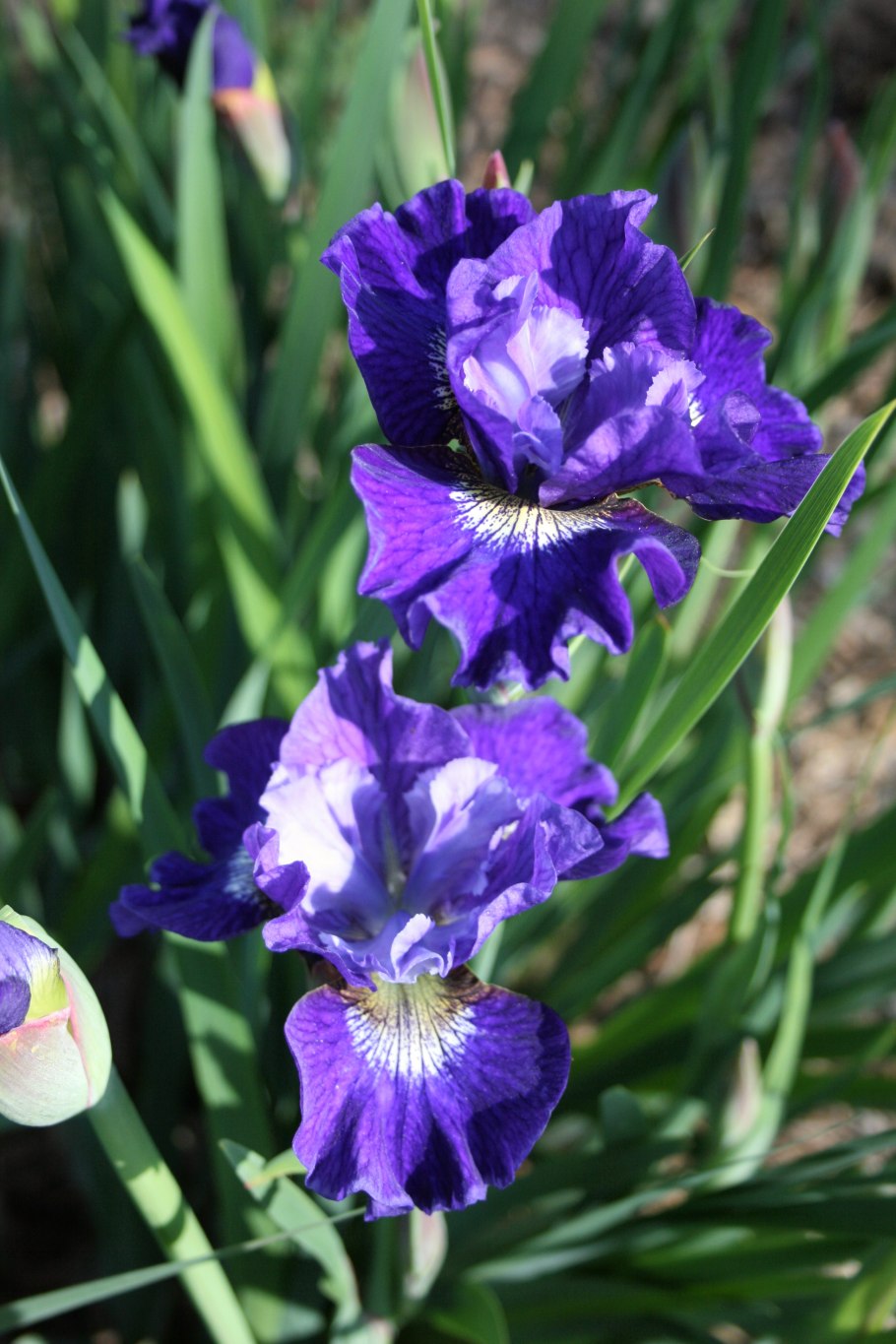 Ирис Сибирский Каррьер