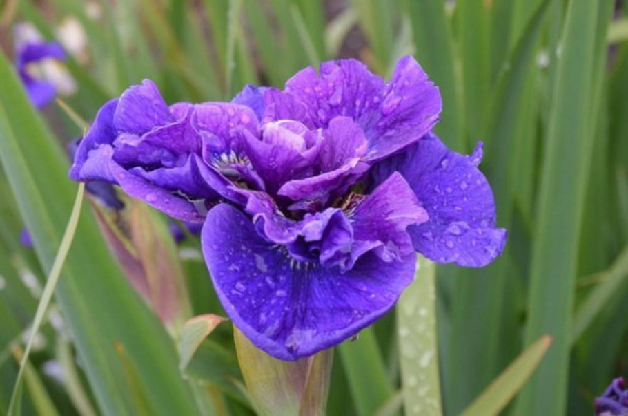 Ирис Сибирский (Касатик Сибирский)