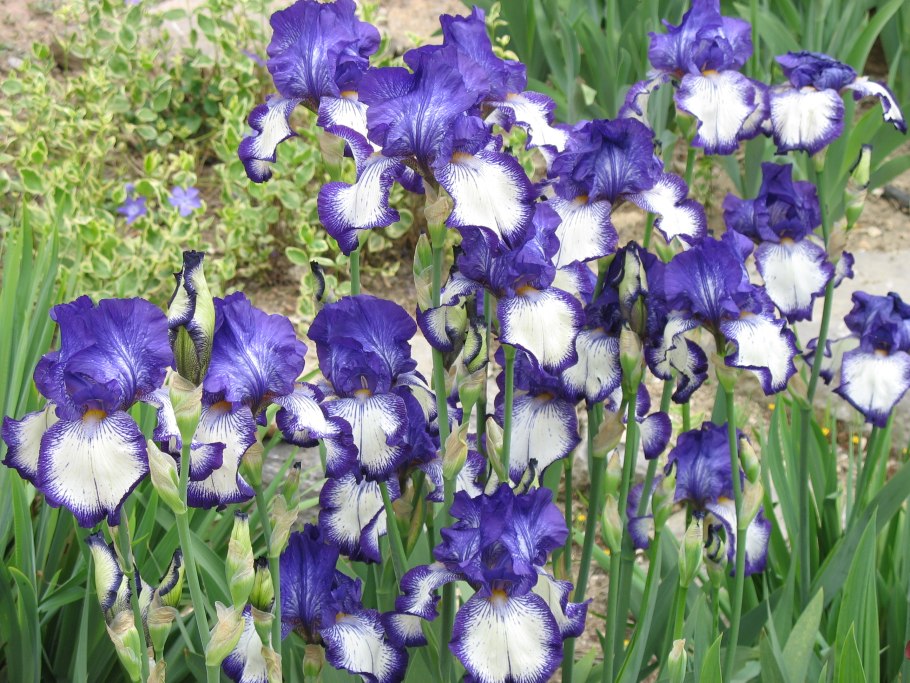 Ирис Сибирский Iris sibirica
