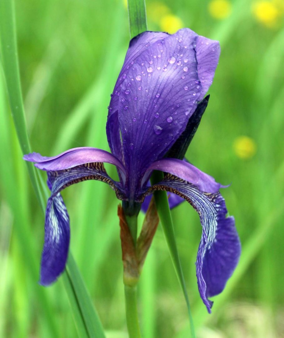 Ирис Сибирский (Iris sibirica &#96;Blue King&#96;)