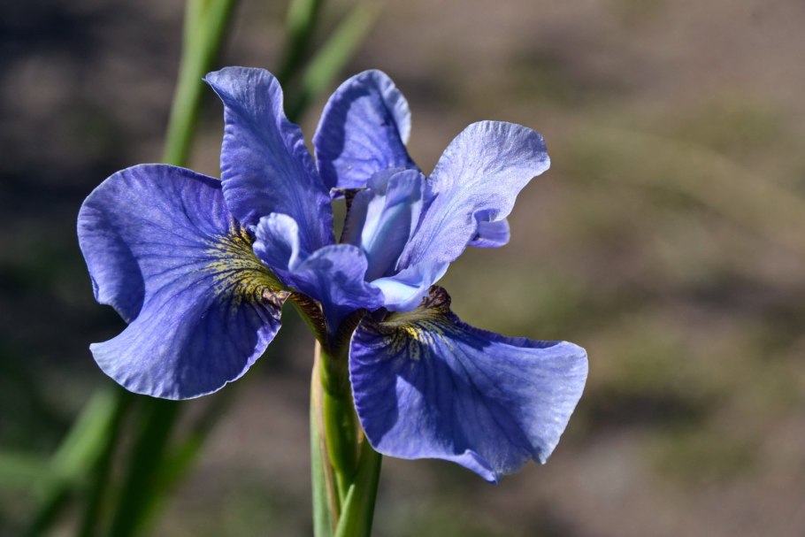 Ирис Сибирский Iris sibirica