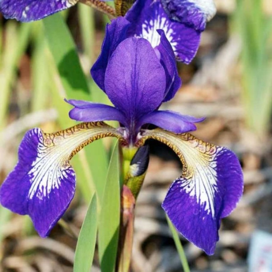 Ирис Сибирский Dawn Waltz