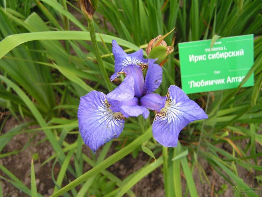 Ирис Сибирский Галс Винг