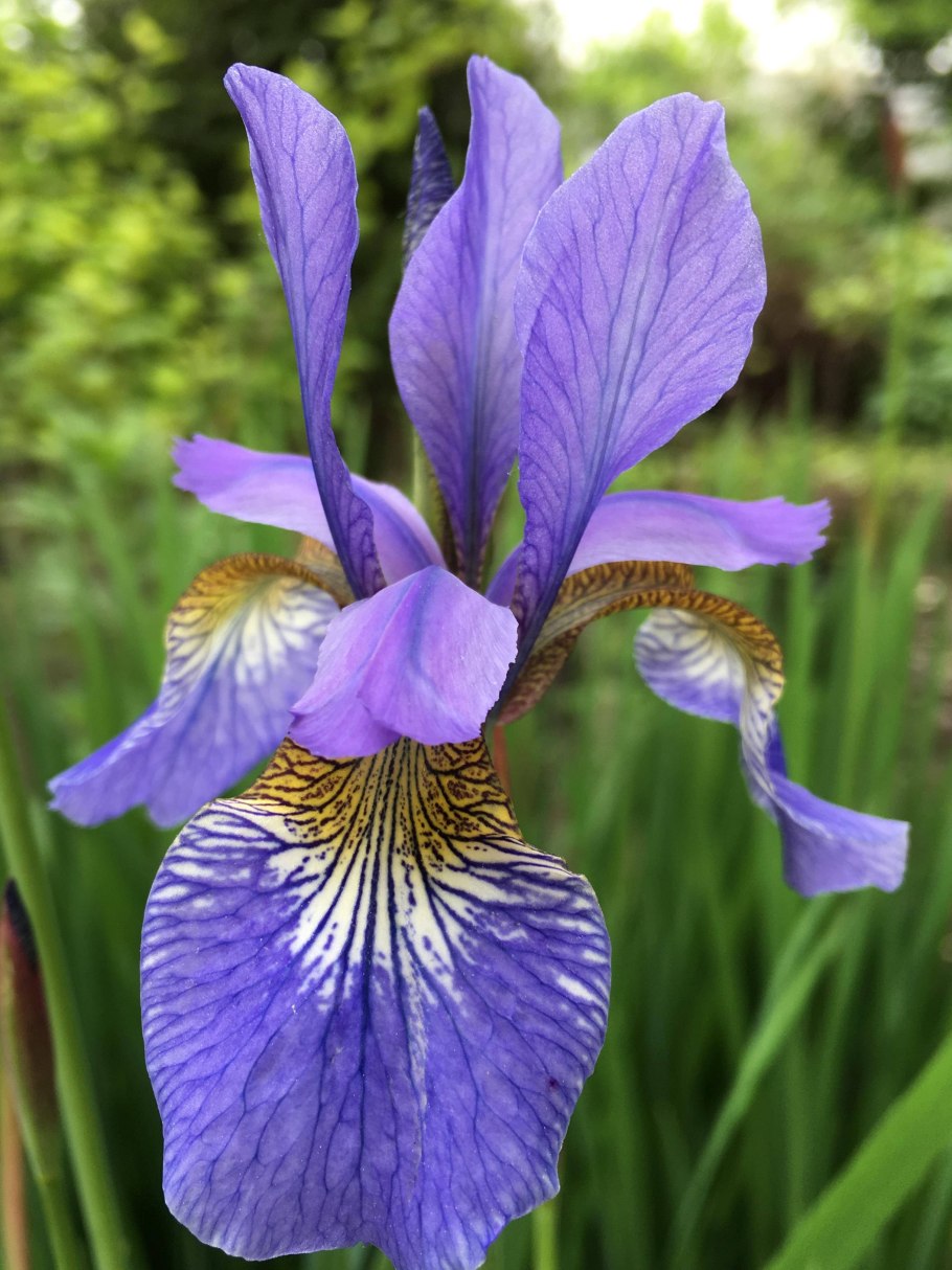 Ирис Сибирский (Iris sibirica &#96;Barcelona&#96;)