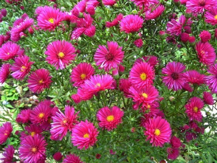 Астра кустарниковая Дженни