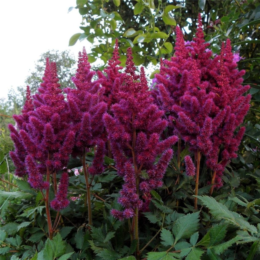 Астильба Вижнс (китайская)