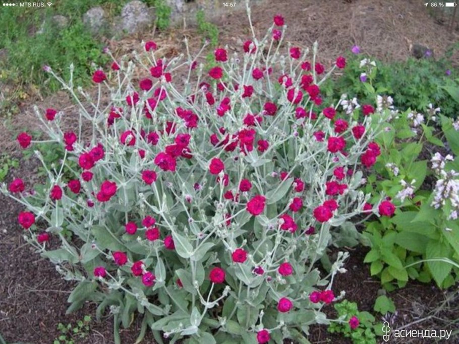 Лихнис коронария