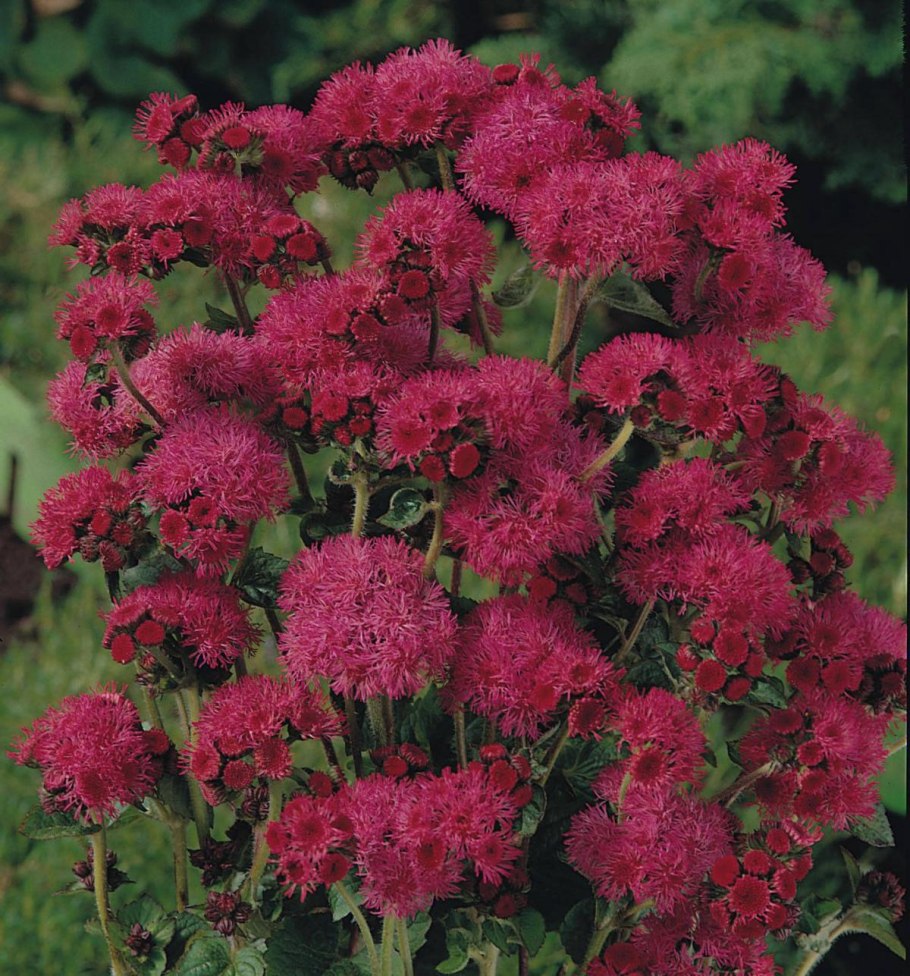 Агератум красный букет