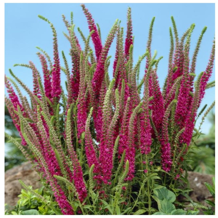 Вероника колосковая (Veronica spicata )