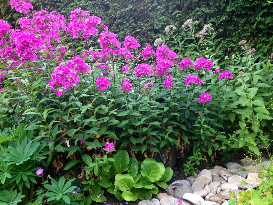 Цветок делосперма многолетник