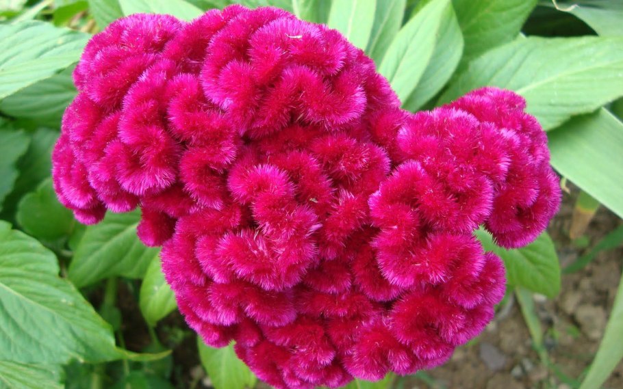 Целозия гребенчатая петушиный гребешок